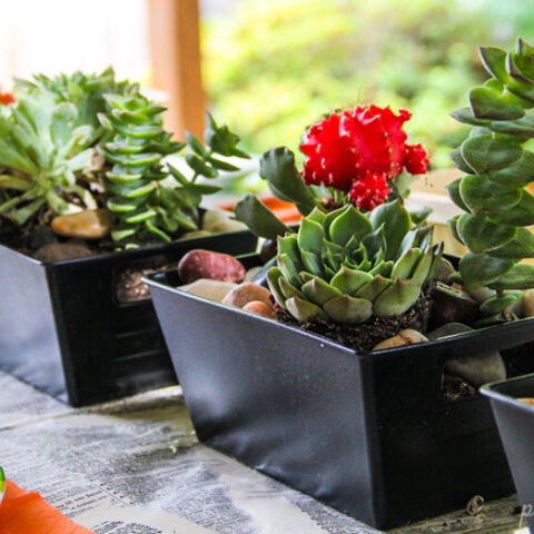 Image for Succulent Table Centerpiece
