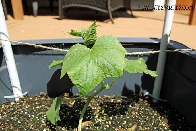 A young cucumber plant growing in a DIY self watering planter