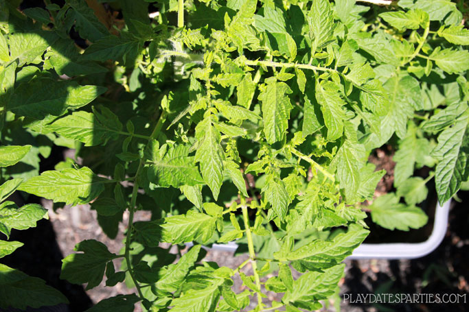 Healthy tomato plants growing in a DIY self watering planter