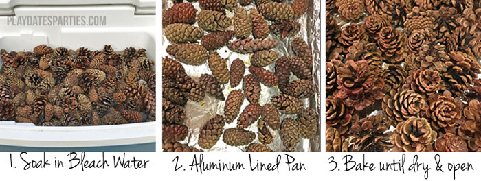 Find out how to preserve pine cones and acorns that you find in your back yard so your fall decor stays bug and mold free for months.