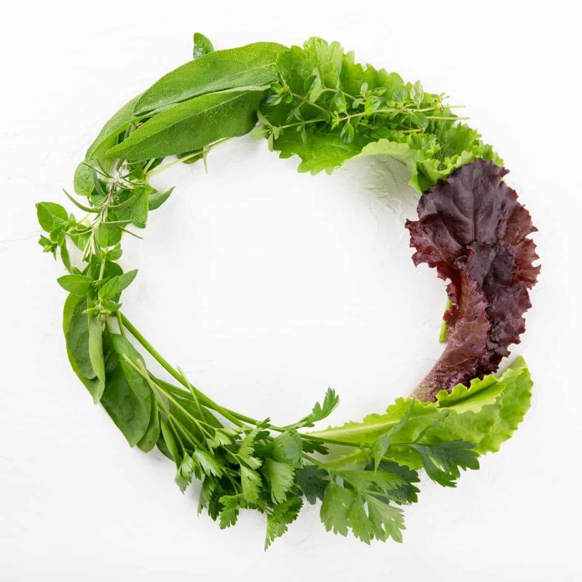 A circle of green lettuce and herbs.