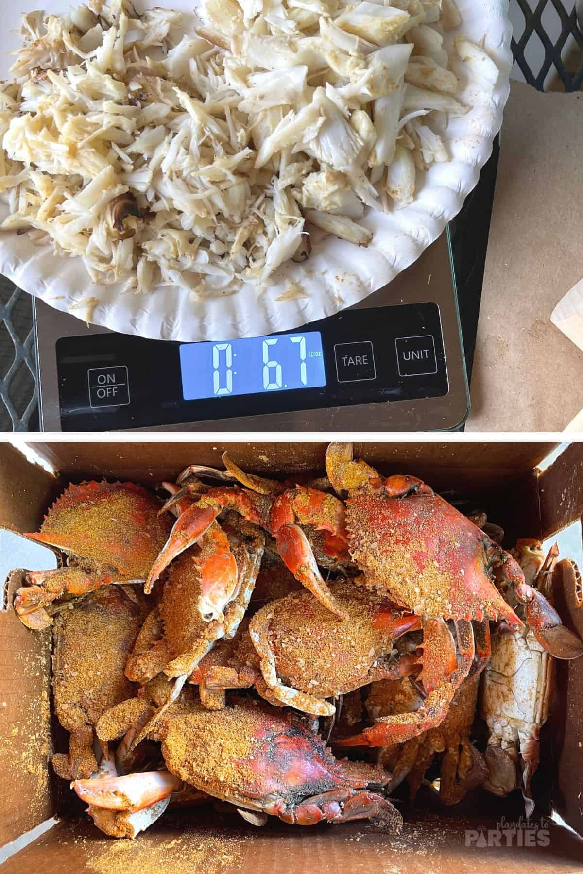 Collage showing a bushel of steamed blue crabs and a scale measuring crab meat after it's picked.