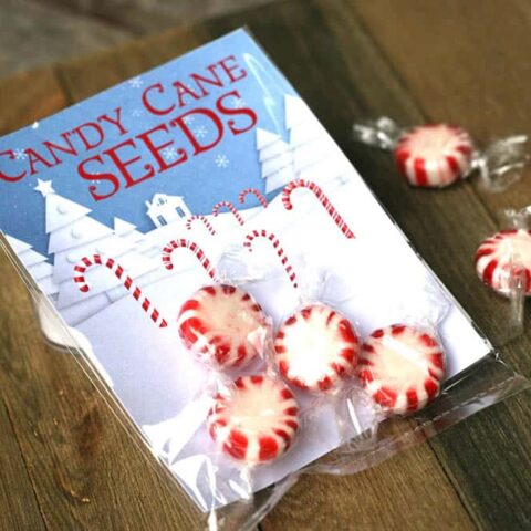 Candy cane seeds DIY Christmas party favor.